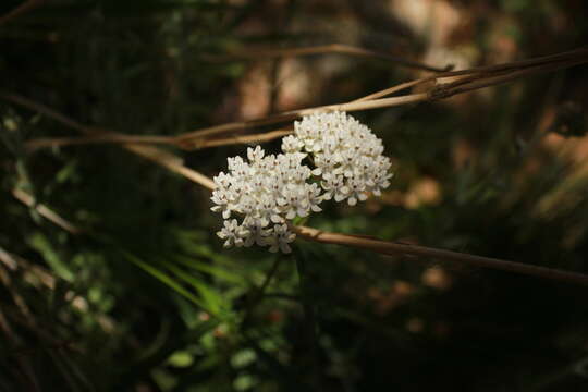 Image of Arizona milkweed