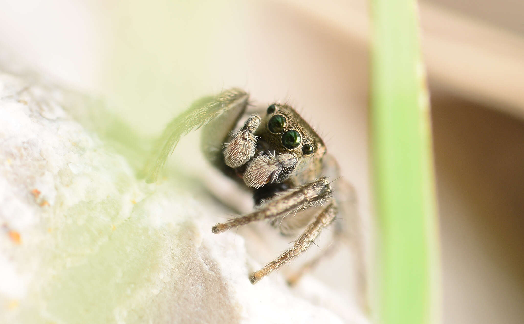 صورة Habronattus borealis (Banks 1895)