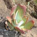 Image of Kalanchoe paniculata Harv.
