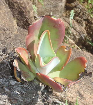 Image of Kalanchoe paniculata Harv.