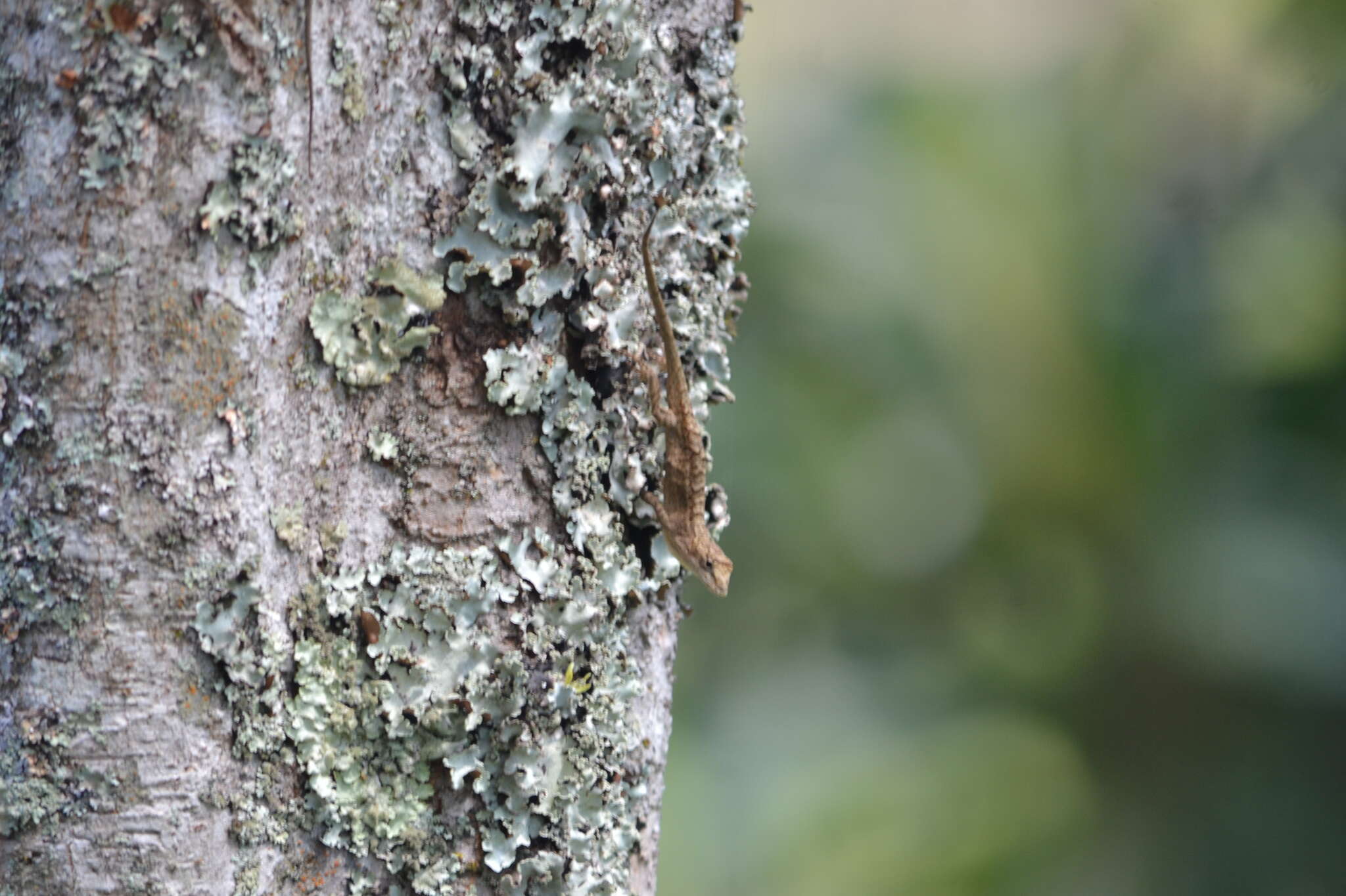 Image of White Anole