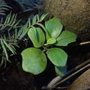 Image of Urostemon kirkii var. angustior (Allan) B. Nord.