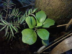 Image de Urostemon kirkii var. angustior (Allan) B. Nord.