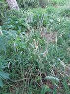 Image of Phleum pratense subsp. pratense