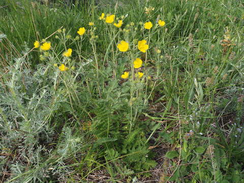 Potentilla agrimonioides M. Bieb. resmi