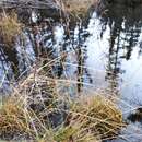 Image of Glyceria striata var. stricta (Scribn.) Fernald