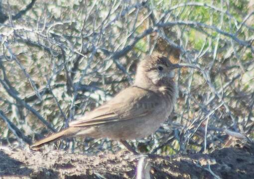 Image of Scale-throated Earthcreeper