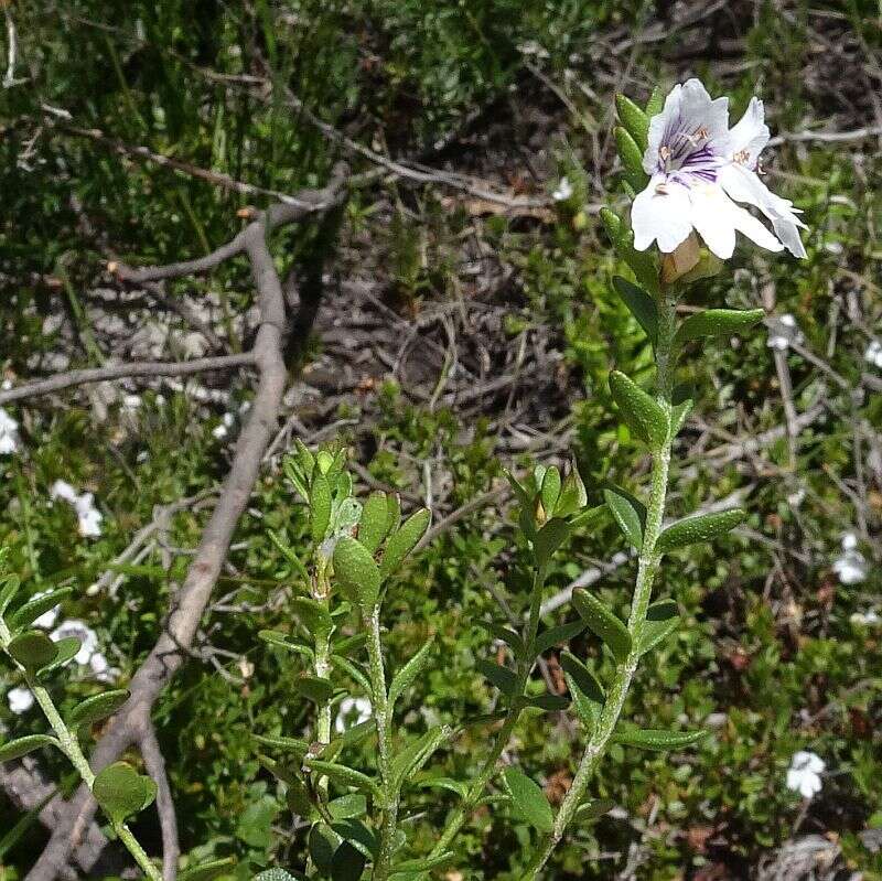 Image of Prostanthera saxicola R. Br.