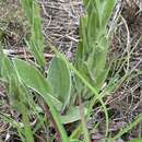 Image of Helichrysum mixtum var. mixtum