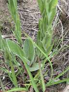 Image of Helichrysum mixtum var. mixtum