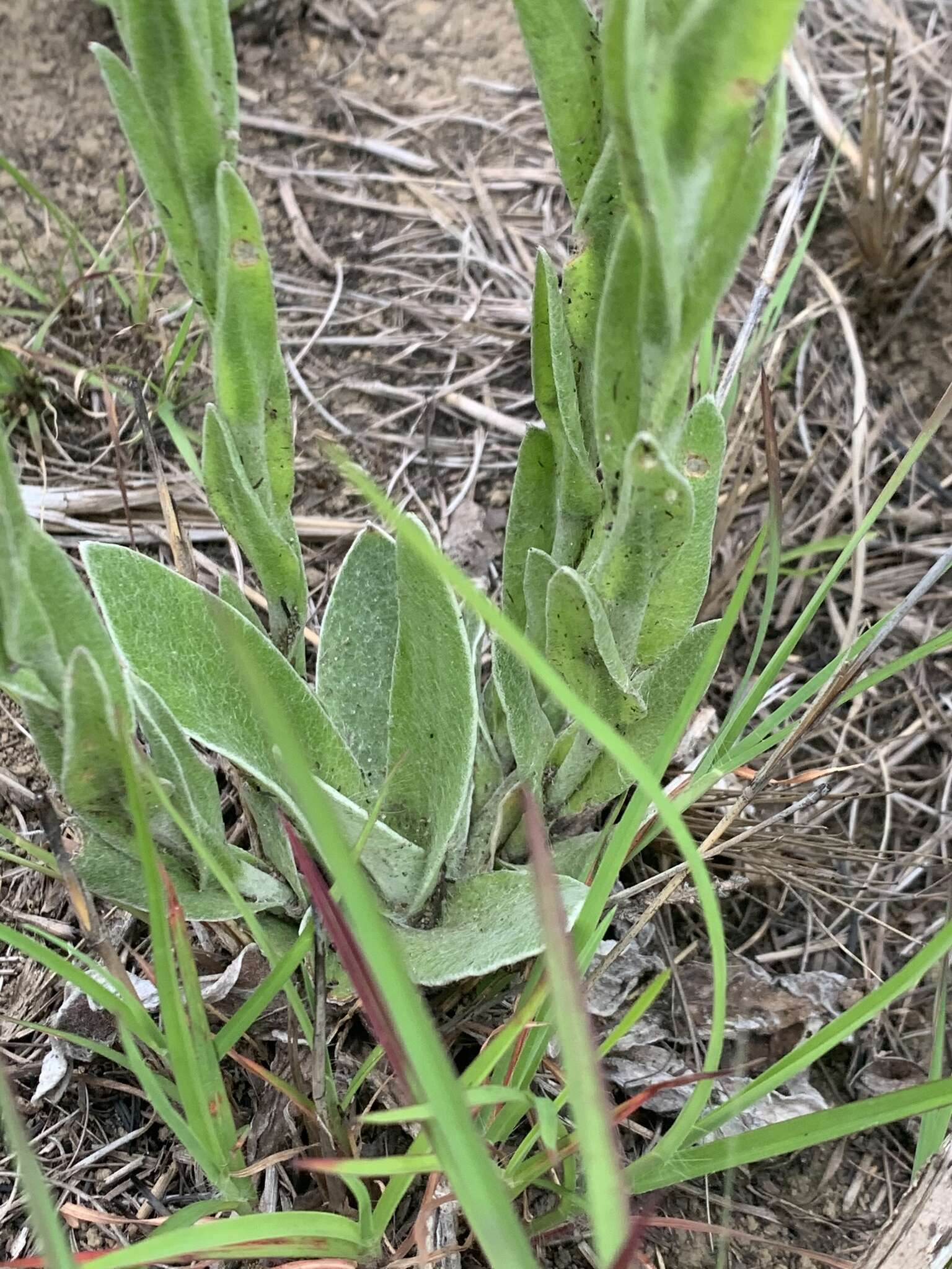 Image of Helichrysum mixtum var. mixtum