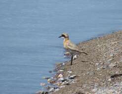 Image of Lesser Sand Plover