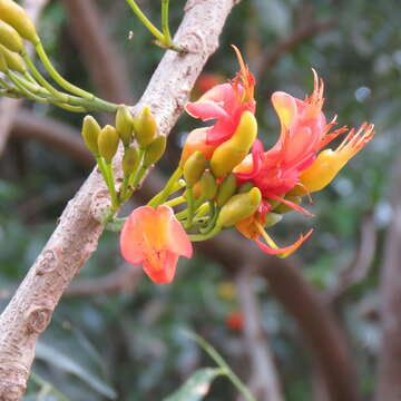 Image de Castanospermum