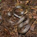 Image of Hempstead's Pine Woods Snake