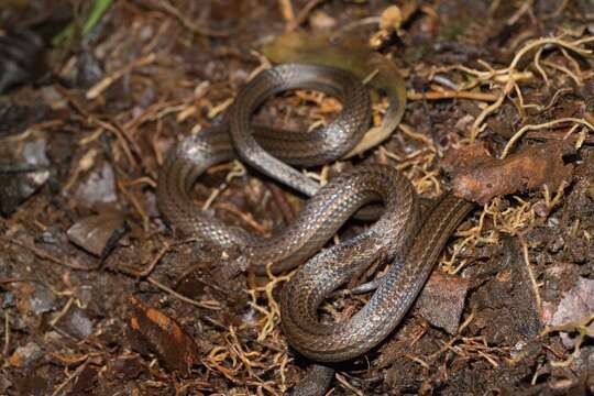 Image of Hempstead's Pine Woods Snake