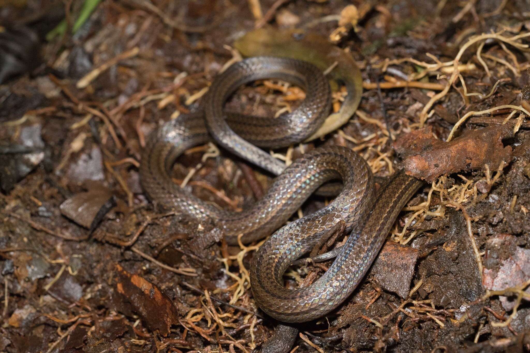 Image of Hempstead's Pine Woods Snake