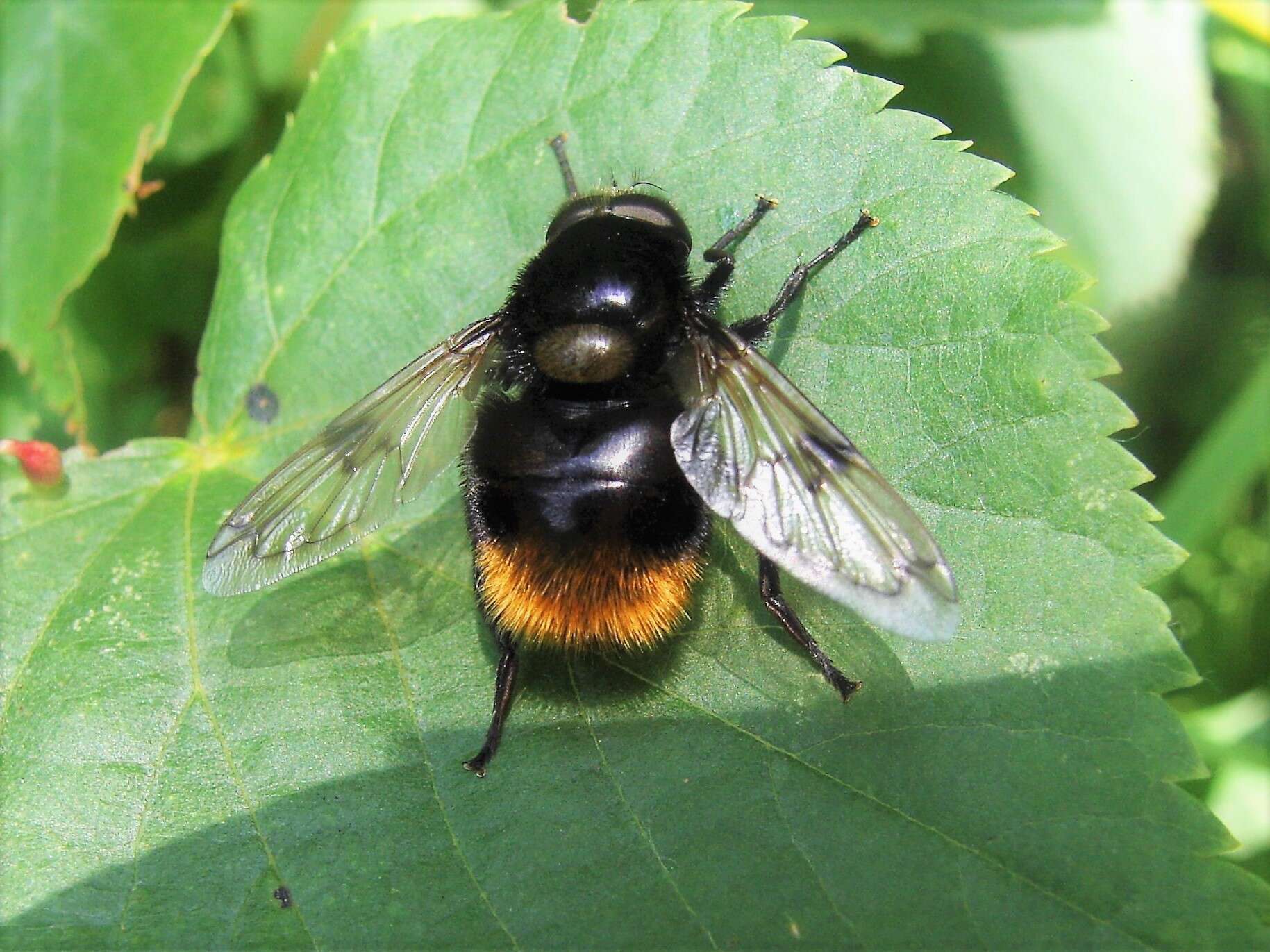 Volucella bombylans (Linnaeus 1758) resmi