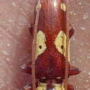 Image of Prosopocera (Alphitopola) zimbabwea Teocchi 1998