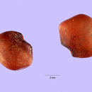 Image of wild pea