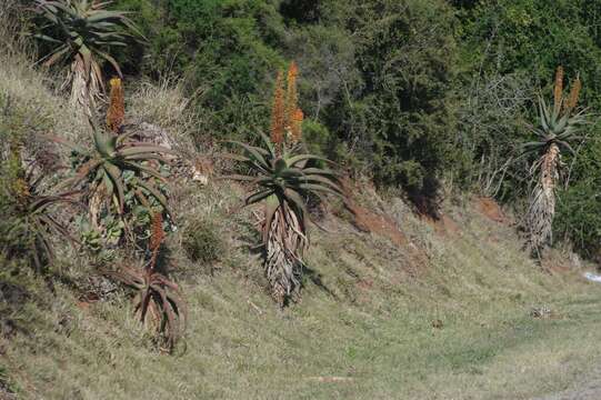 Image of Uitenbage aloe