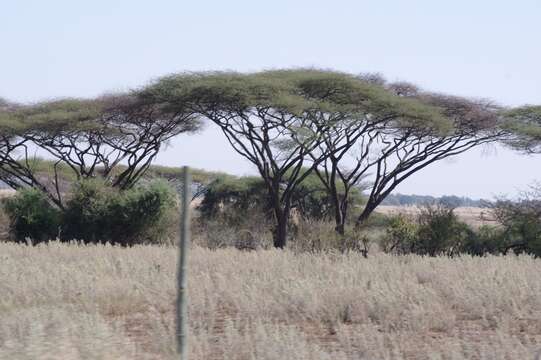 Vachellia tortilis (Forssk.) Galasso & Banfi的圖片