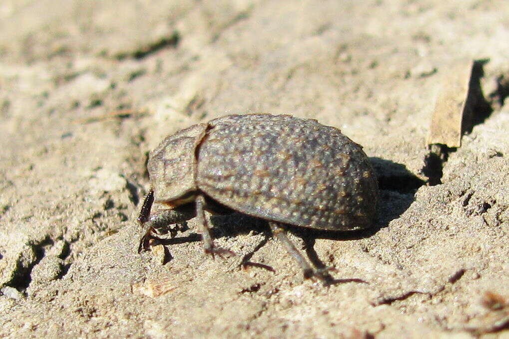 Image of Trox sabulosus (Linnaeus 1758)