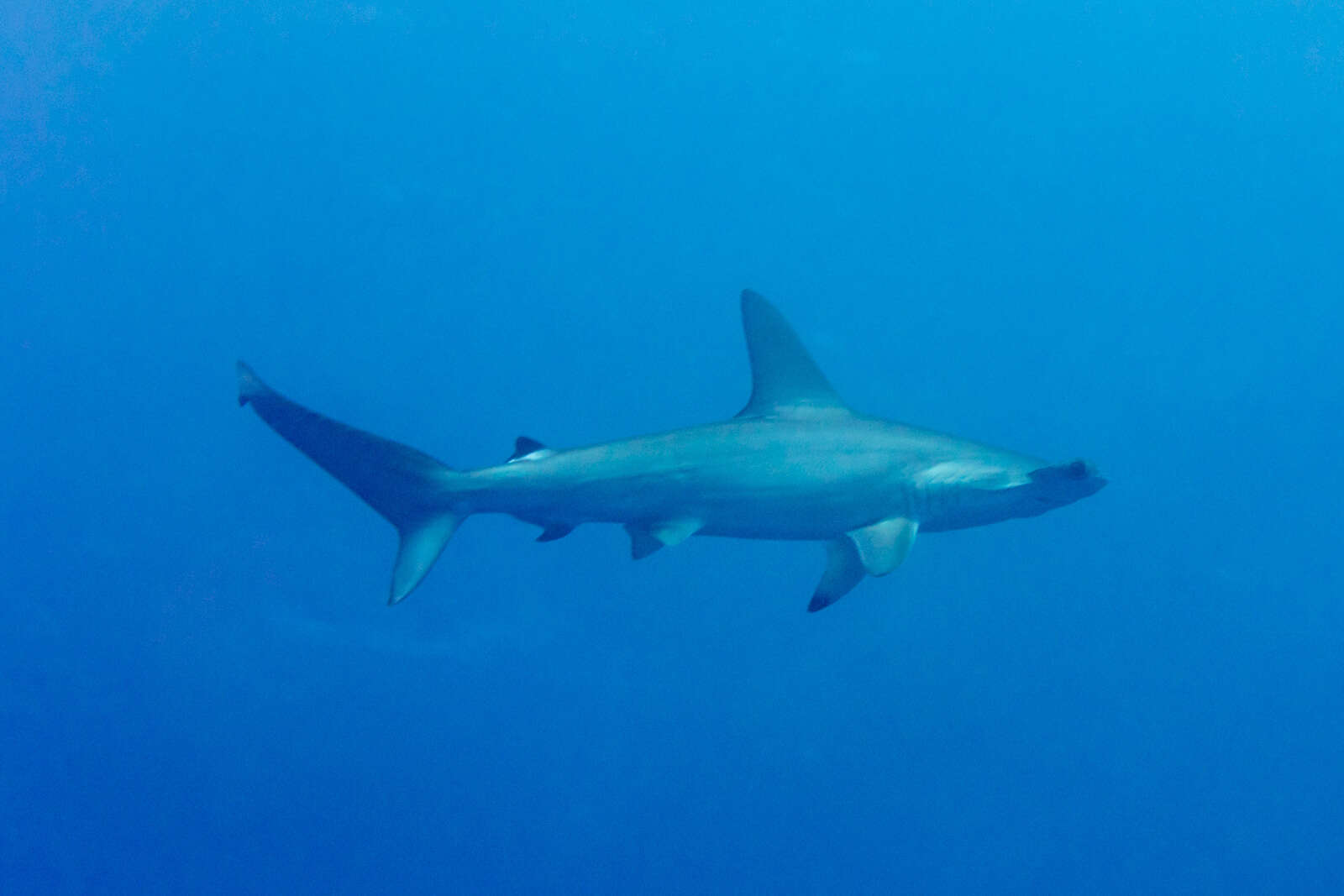 Image of hammerhead sharks