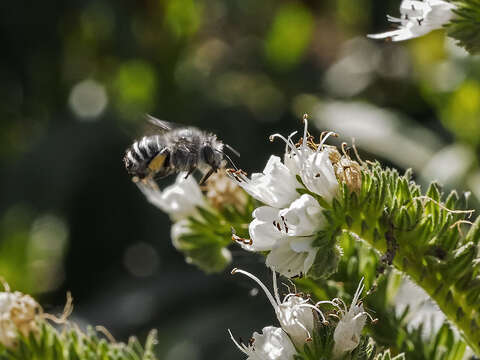 Plancia ëd Anthophora orotavae (Saunders 1904)