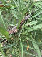 Image of Rhynocoris neavei Bergroth 1912