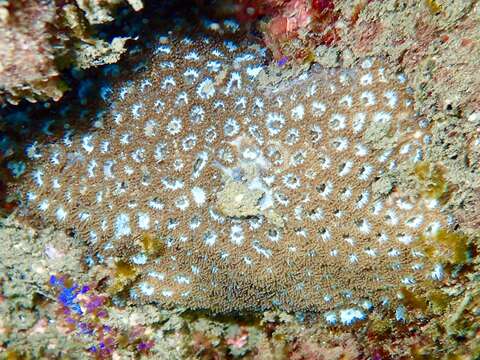 Image of Small knob coral