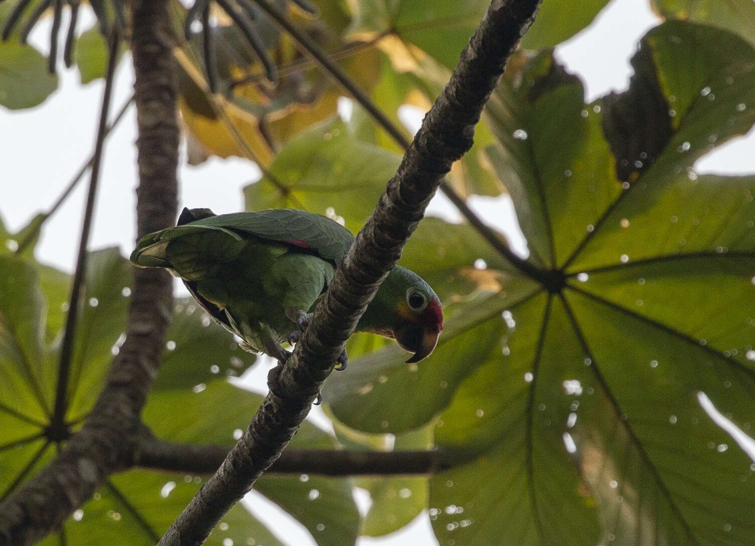 Image of Amazona autumnalis autumnalis (Linnaeus 1758)