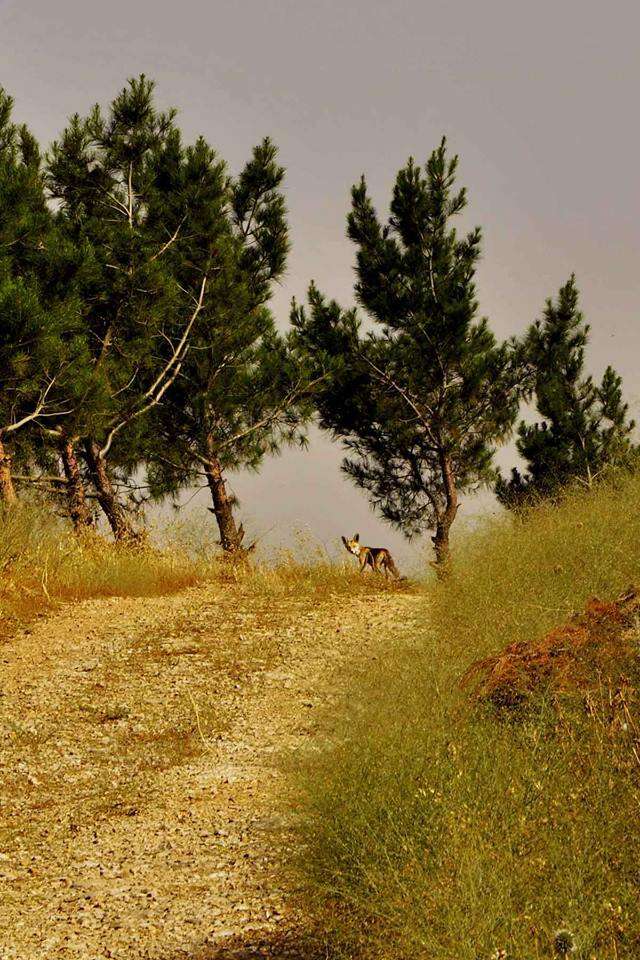 Image of Kurdistan red fox