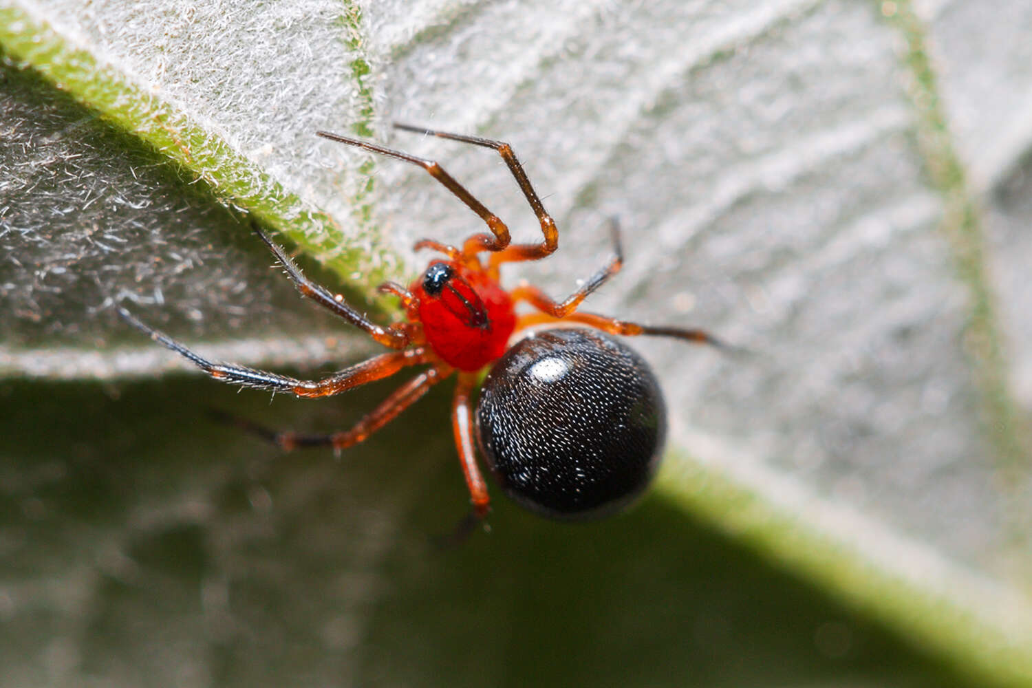 Trematocephalus resmi