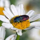 Imagem de Anthaxia bicolor Falderman 1835