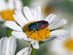 Anthaxia bicolor Falderman 1835 resmi