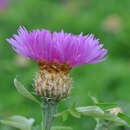 Image of Persian centaurea