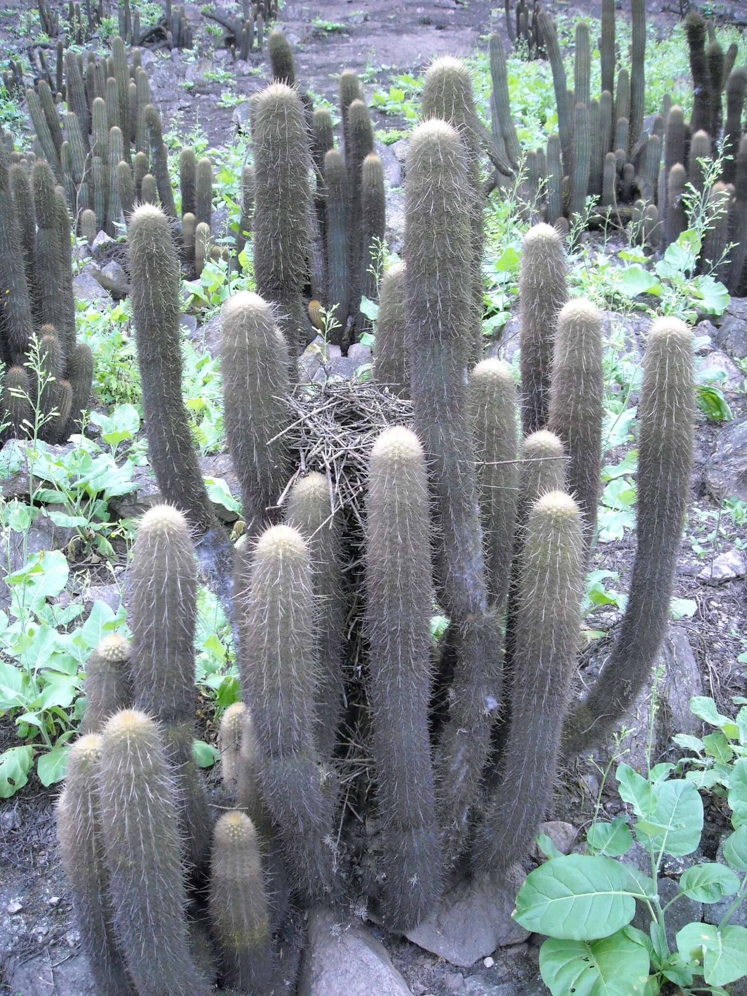 Image of Cactus Canastero
