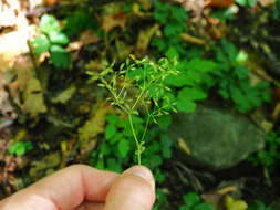 Imagem de Thalictrum tuberiferum Maxim.