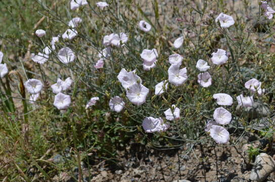 Image of Convolvulus pseudocantabrica Schrenk