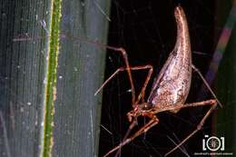 Image of Rhomphaea projiciens O. Pickard-Cambridge 1896