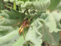 Слика од Cheiracanthium erraticum (Walckenaer 1802)