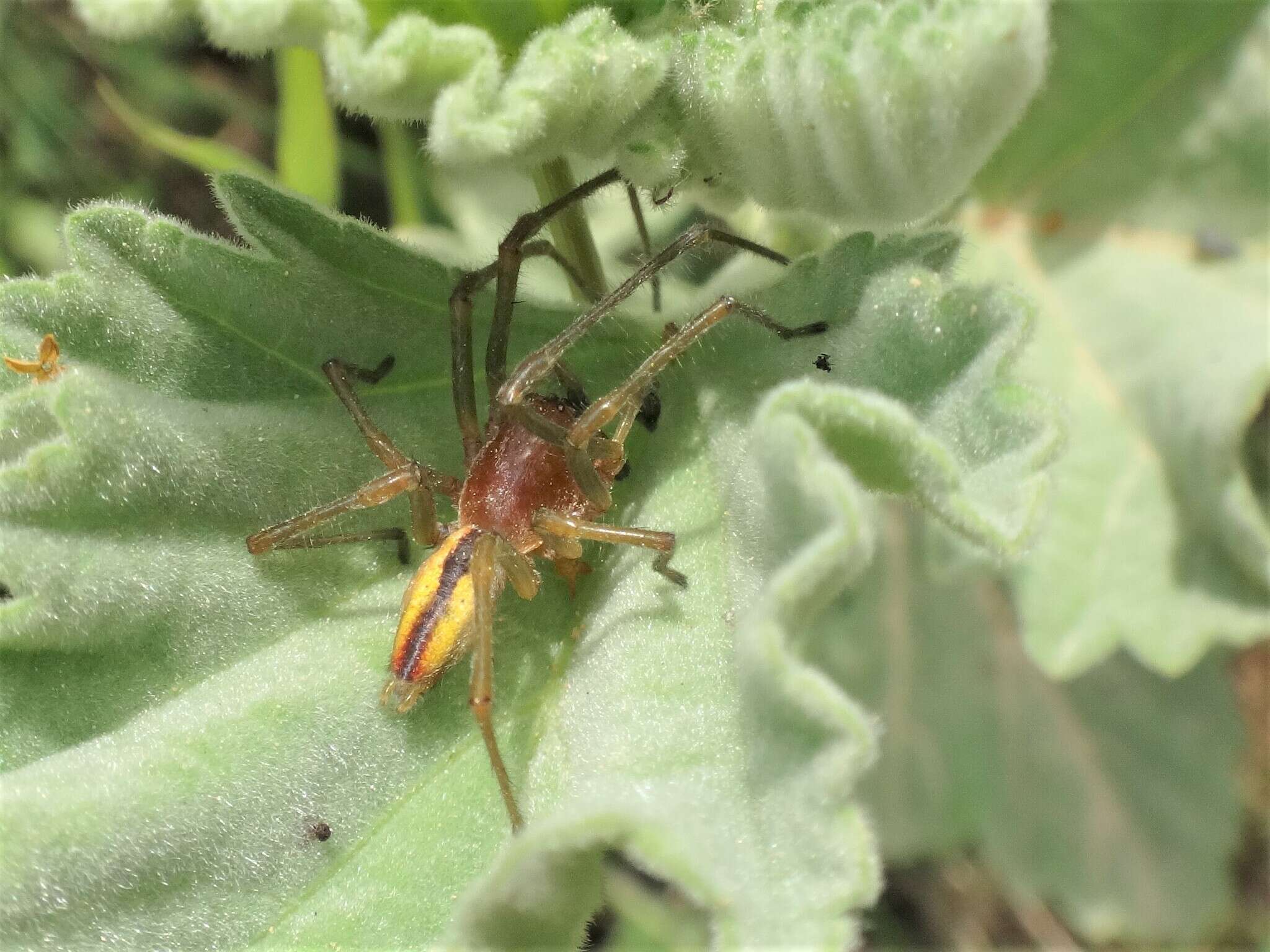 Слика од Cheiracanthium erraticum (Walckenaer 1802)