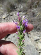 Image of glandular blazing star