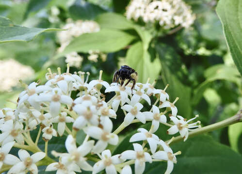 Image of Andrena integra Smith 1853