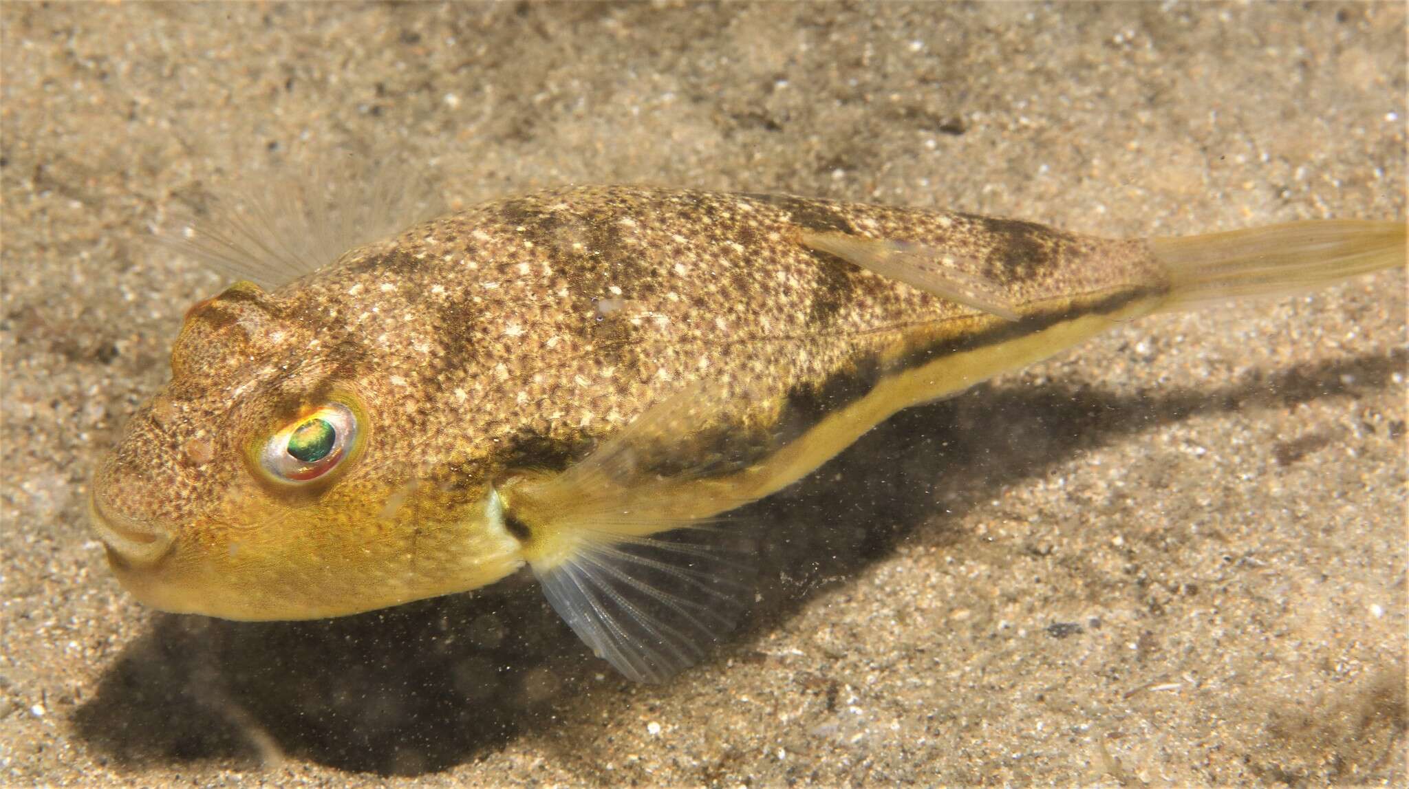 Image of Brush-tail toadfish