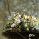 Image of Taylor coastal shrimp