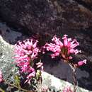 Image of Erica savilea var. grandiflora Bolus