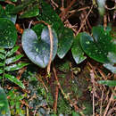 Image of Asarum ampulliflorum C. T. Lu & J. C. Wang