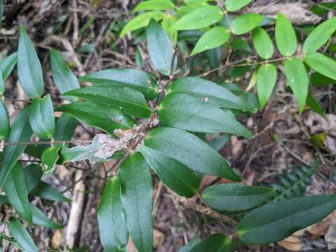 Image of Ripogonum fawcettianum F. Muell. ex Benth.