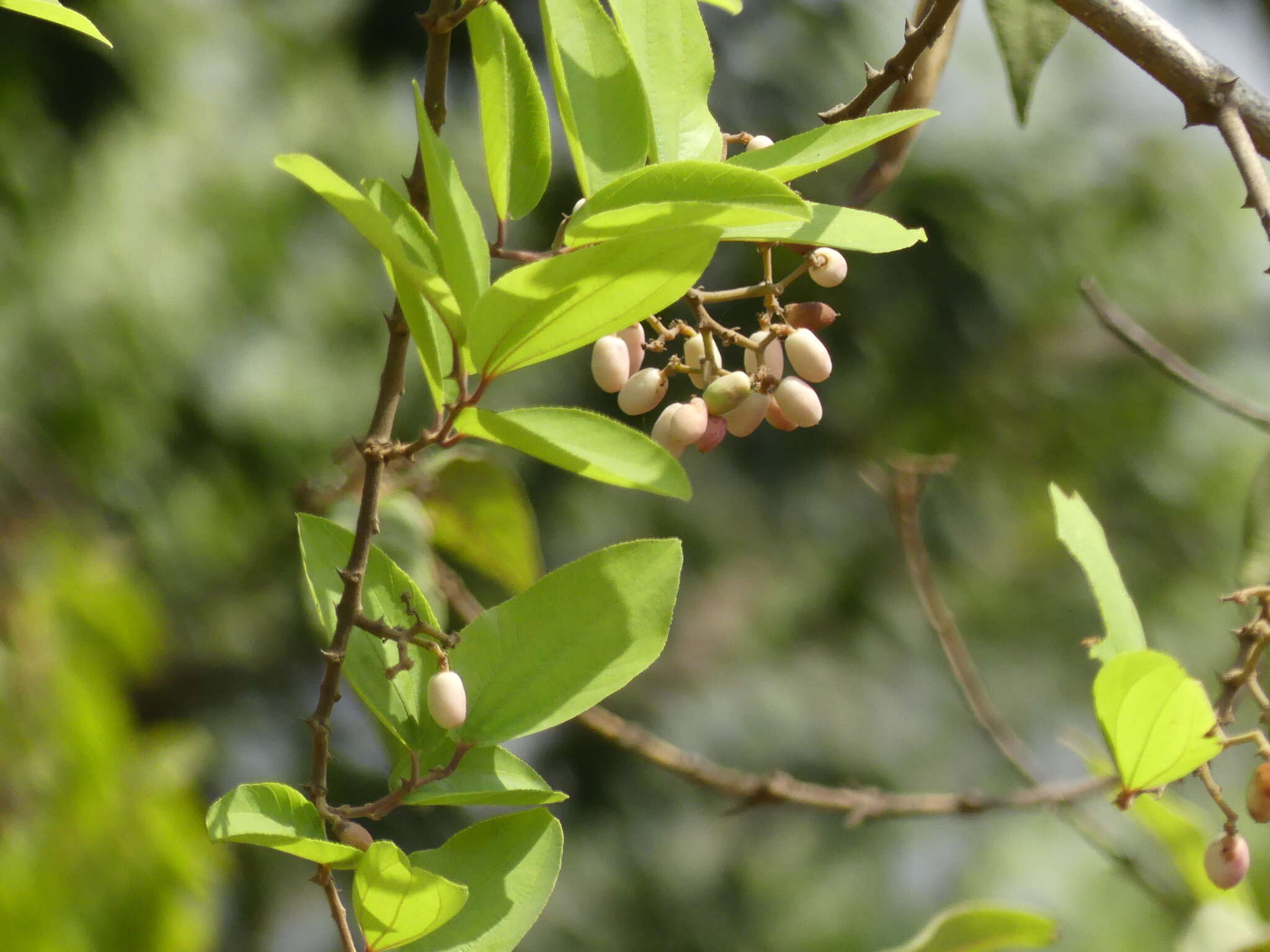 Ziziphus rugosa Lam. resmi